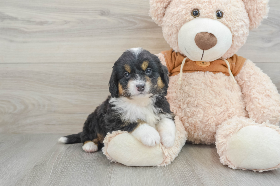 6 week old Mini Bernedoodle Puppy For Sale - Pilesgrove Pups