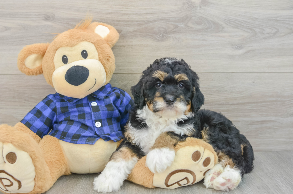 6 week old Mini Bernedoodle Puppy For Sale - Pilesgrove Pups