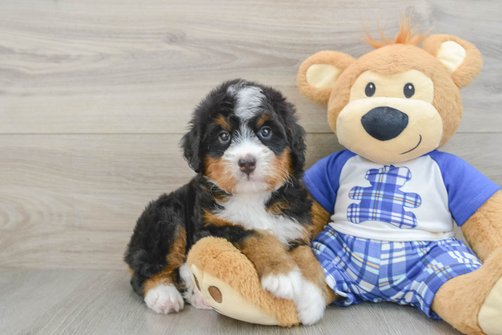 Mini Bernedoodle Pup Being Cute