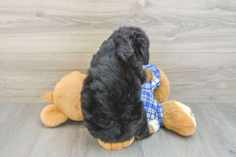 Best Mini Bernedoodle Baby