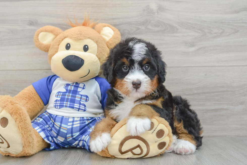 Hypoallergenic Mini Bernadoodle Poodle Mix Puppy