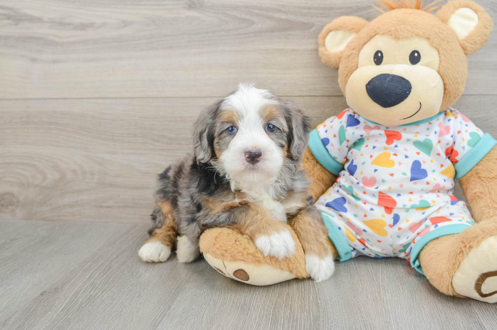 6 week old Mini Bernedoodle Puppy For Sale - Pilesgrove Pups
