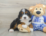 5 week old Mini Bernedoodle Puppy For Sale - Pilesgrove Pups