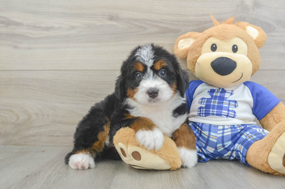 5 week old Mini Bernedoodle Puppy For Sale - Pilesgrove Pups