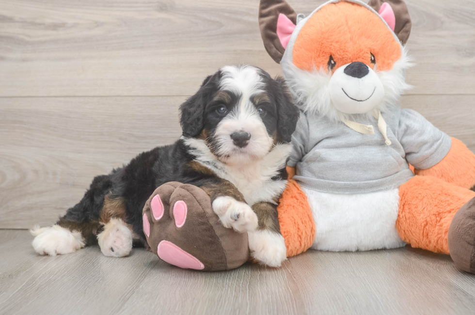 5 week old Mini Bernedoodle Puppy For Sale - Pilesgrove Pups