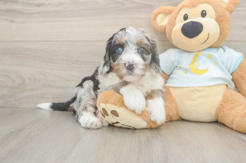 6 week old Mini Bernedoodle Puppy For Sale - Pilesgrove Pups