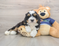 7 week old Mini Bernedoodle Puppy For Sale - Pilesgrove Pups