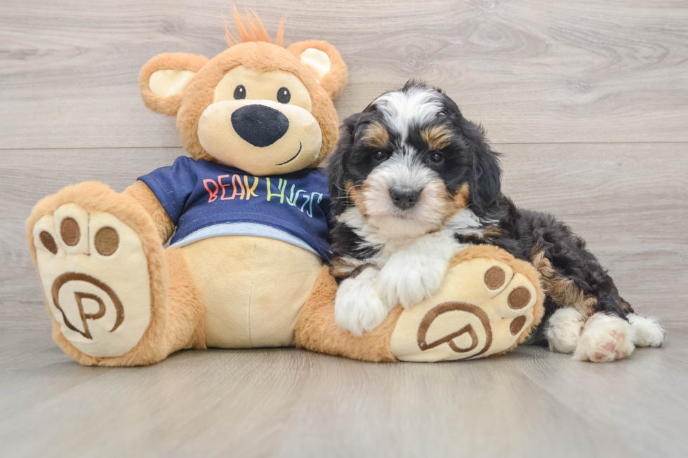 Mini Bernedoodle Puppy for Adoption