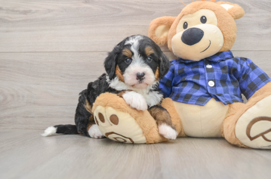 Funny Mini Bernedoodle Poodle Mix Pup
