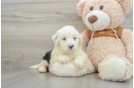 Popular Mini Bernedoodle Poodle Mix Pup