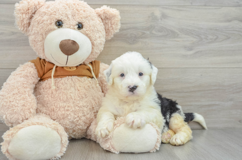 6 week old Mini Bernedoodle Puppy For Sale - Pilesgrove Pups