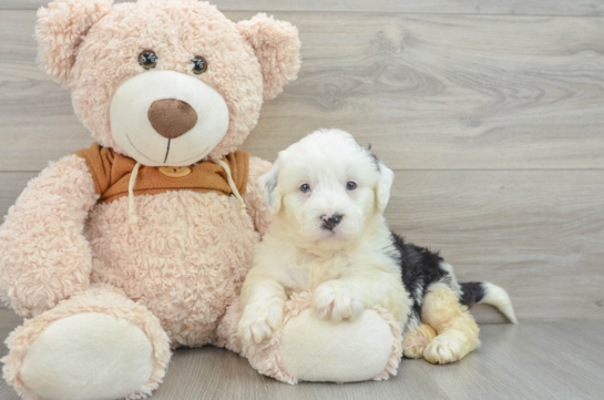 Mini Bernedoodle Puppy for Adoption