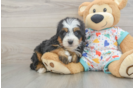 Mini Bernedoodle Pup Being Cute