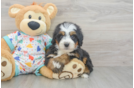 Happy Mini Bernedoodle Baby