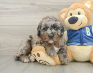 5 week old Mini Bernedoodle Puppy For Sale - Pilesgrove Pups