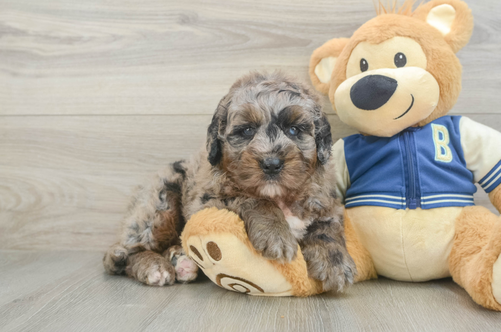 5 week old Mini Bernedoodle Puppy For Sale - Pilesgrove Pups