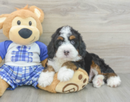 5 week old Mini Bernedoodle Puppy For Sale - Pilesgrove Pups