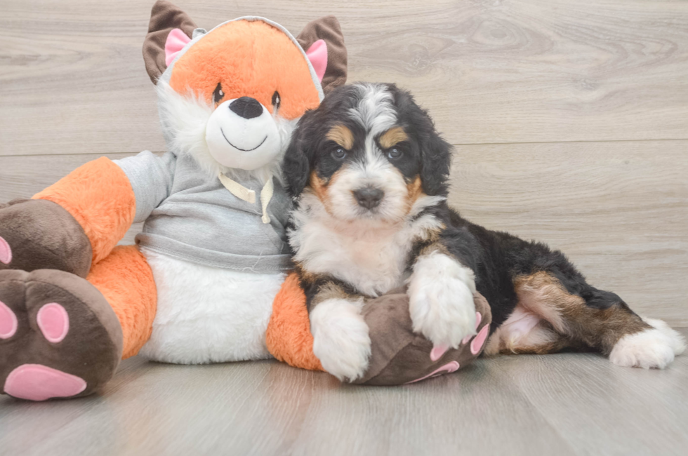 5 week old Mini Bernedoodle Puppy For Sale - Pilesgrove Pups