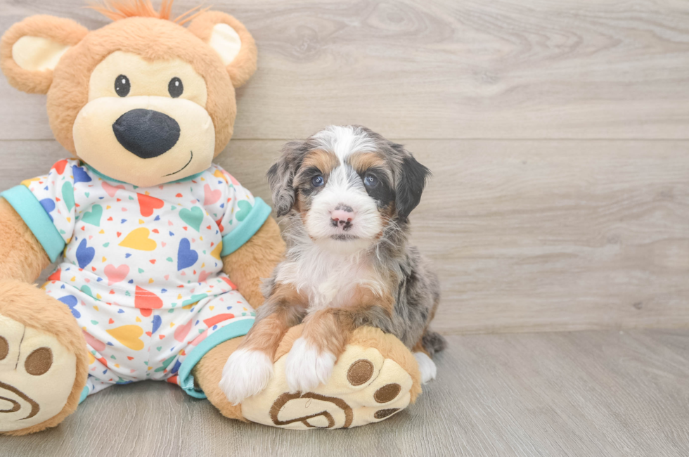 6 week old Mini Bernedoodle Puppy For Sale - Pilesgrove Pups