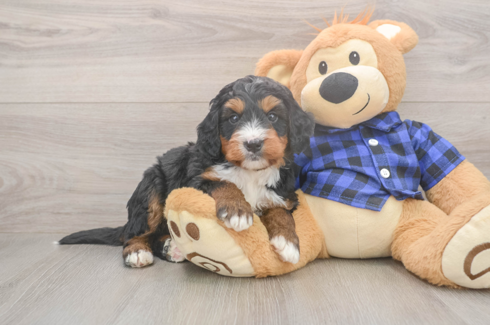 5 week old Mini Bernedoodle Puppy For Sale - Pilesgrove Pups