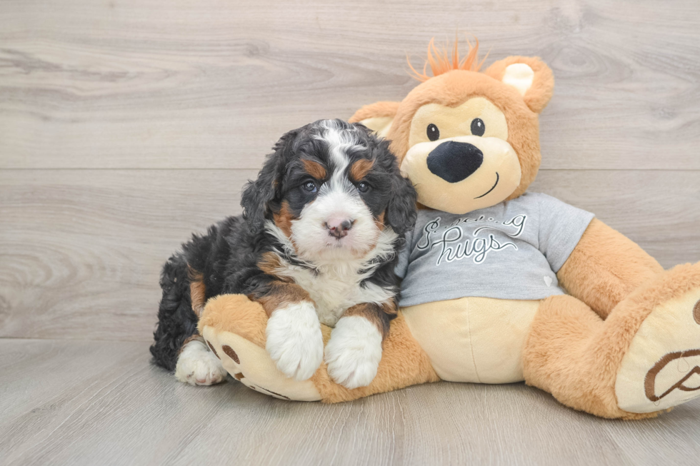 Mini Bernedoodle Pup Being Cute
