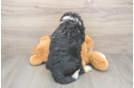 Mini Bernedoodle Puppy for Adoption