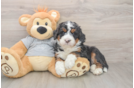 Popular Mini Bernedoodle Poodle Mix Pup