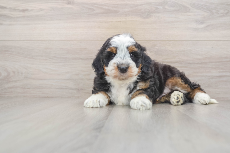 Best Mini Bernedoodle Baby
