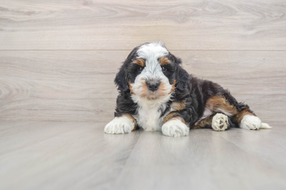 Best Mini Bernedoodle Baby