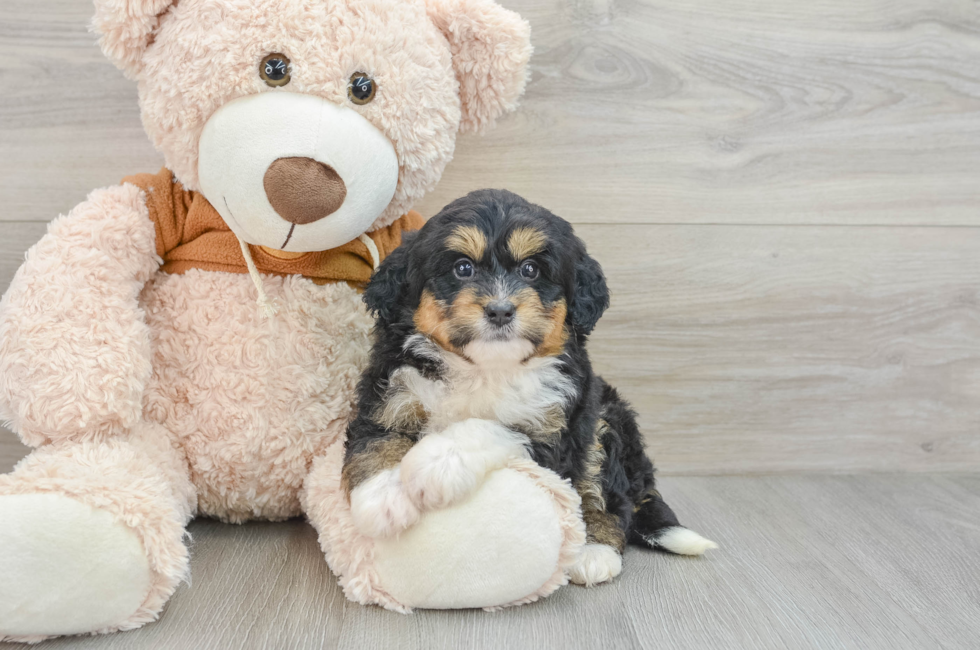 6 week old Mini Bernedoodle Puppy For Sale - Pilesgrove Pups