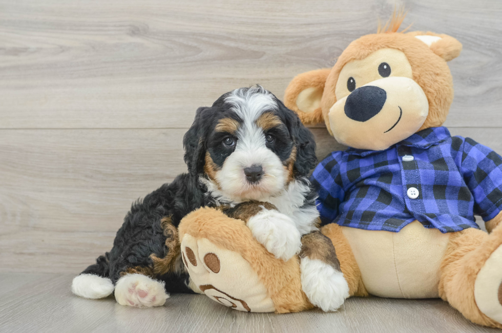6 week old Mini Bernedoodle Puppy For Sale - Pilesgrove Pups
