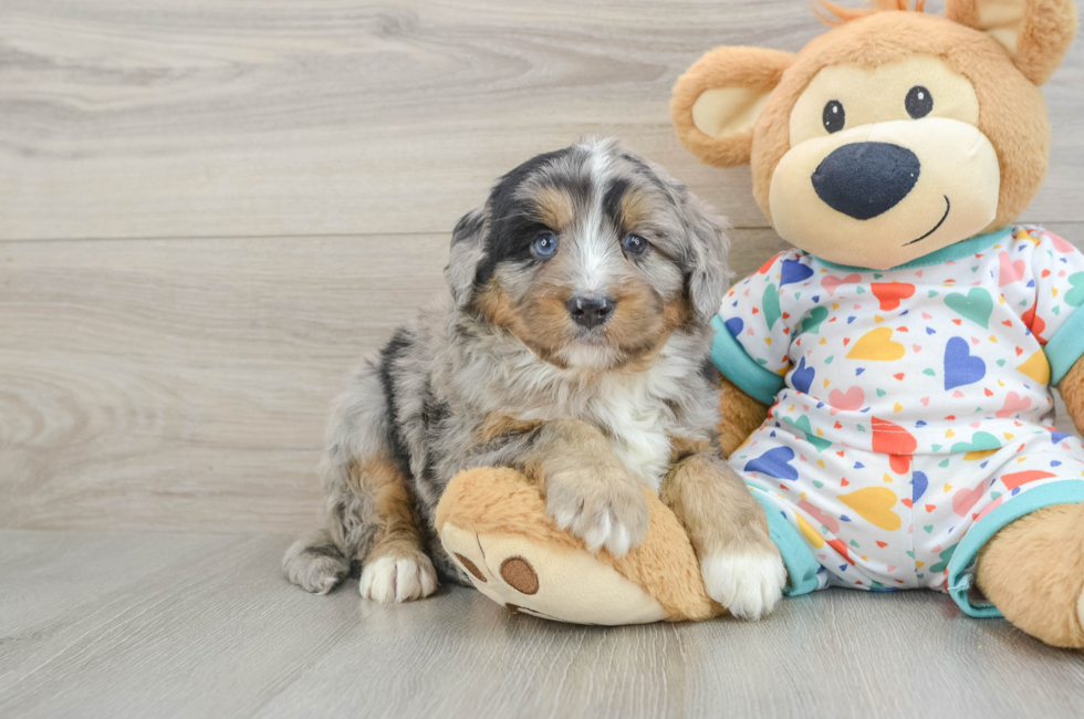 6 week old Mini Bernedoodle Puppy For Sale - Pilesgrove Pups