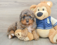 5 week old Mini Bernedoodle Puppy For Sale - Pilesgrove Pups