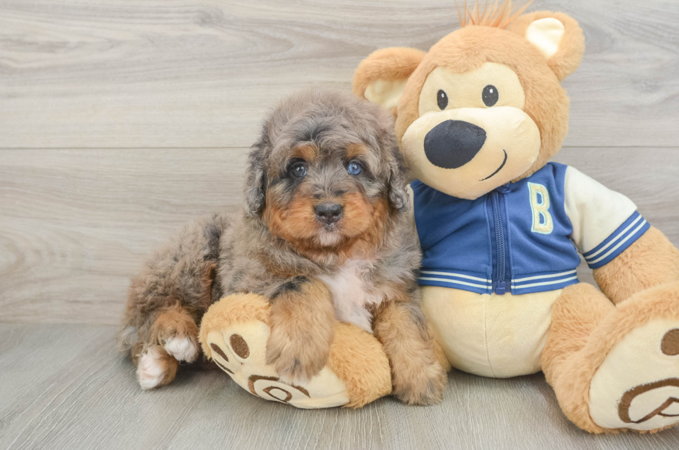 5 week old Mini Bernedoodle Puppy For Sale - Pilesgrove Pups