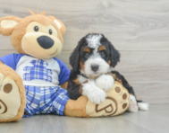 5 week old Mini Bernedoodle Puppy For Sale - Pilesgrove Pups