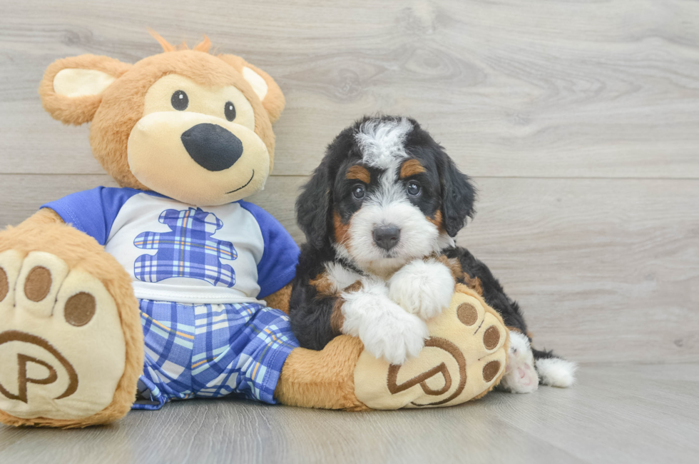 5 week old Mini Bernedoodle Puppy For Sale - Pilesgrove Pups