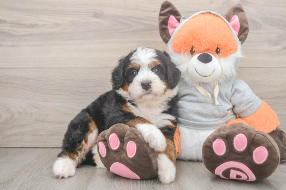 5 week old Mini Bernedoodle Puppy For Sale - Pilesgrove Pups