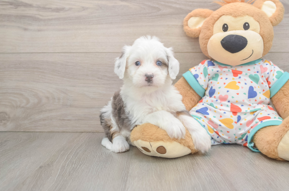 5 week old Mini Bernedoodle Puppy For Sale - Pilesgrove Pups