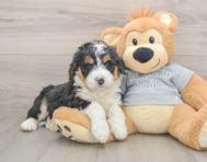 6 week old Mini Bernedoodle Puppy For Sale - Pilesgrove Pups