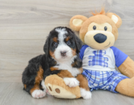 7 week old Mini Bernedoodle Puppy For Sale - Pilesgrove Pups