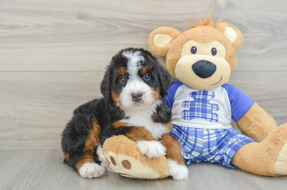 6 week old Mini Bernedoodle Puppy For Sale - Pilesgrove Pups