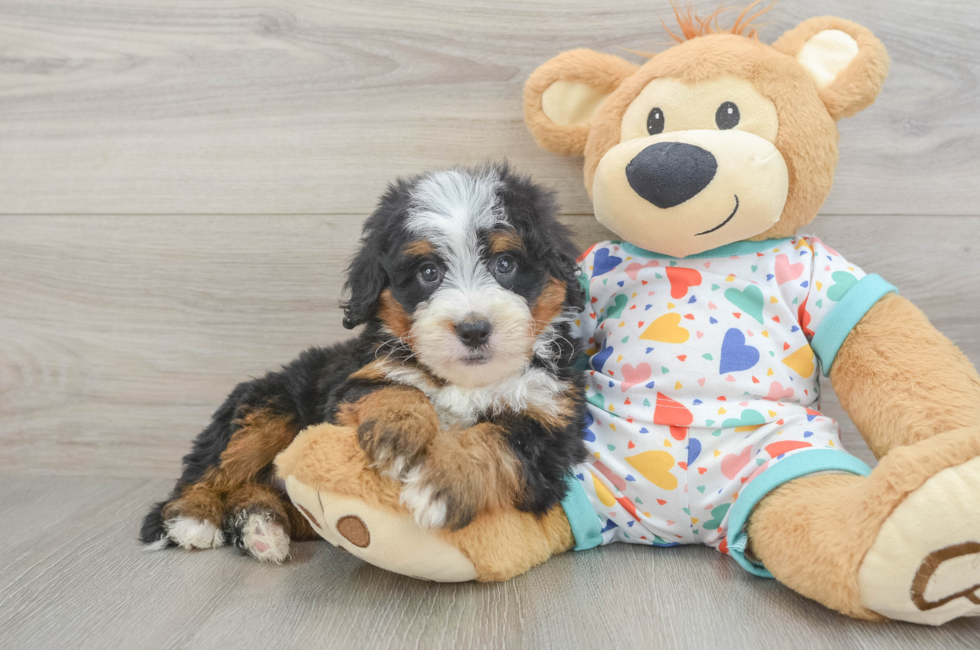 5 week old Mini Bernedoodle Puppy For Sale - Pilesgrove Pups