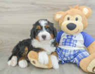 5 week old Mini Bernedoodle Puppy For Sale - Pilesgrove Pups
