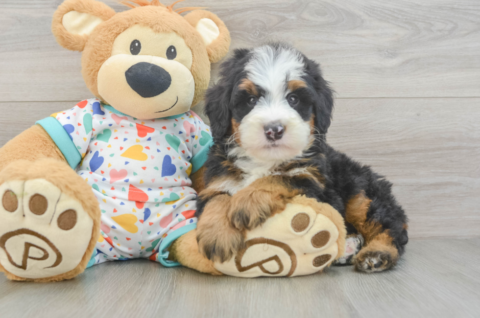 7 week old Mini Bernedoodle Puppy For Sale - Pilesgrove Pups