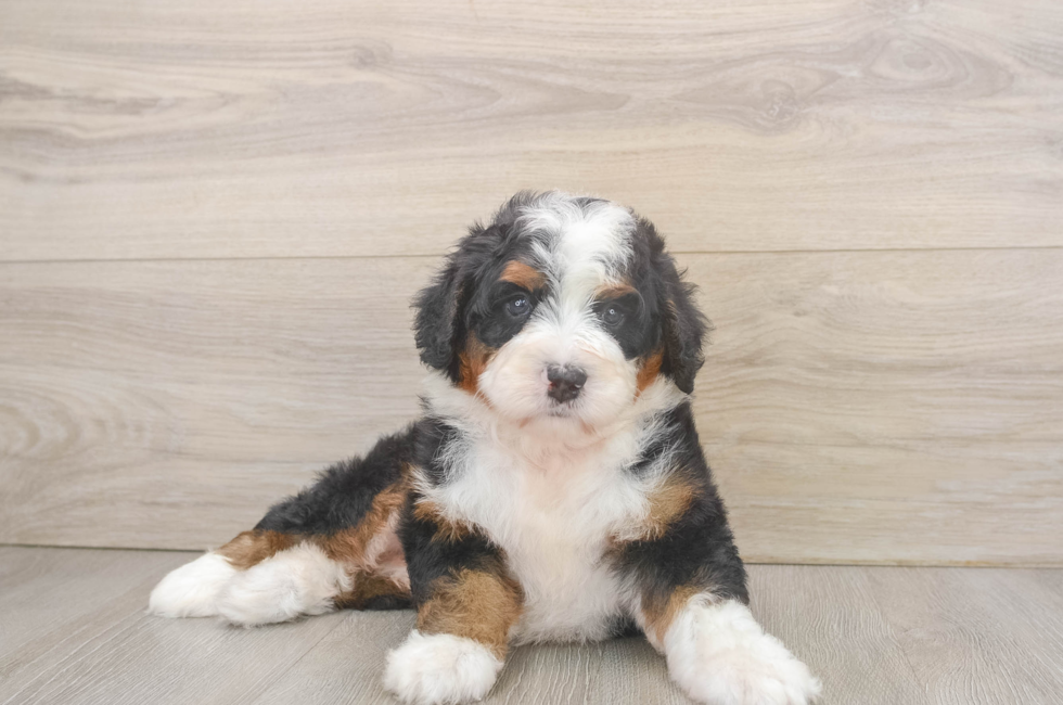 5 week old Mini Bernedoodle Puppy For Sale - Pilesgrove Pups