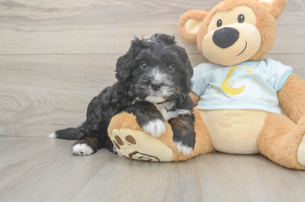 6 week old Mini Bernedoodle Puppy For Sale - Pilesgrove Pups