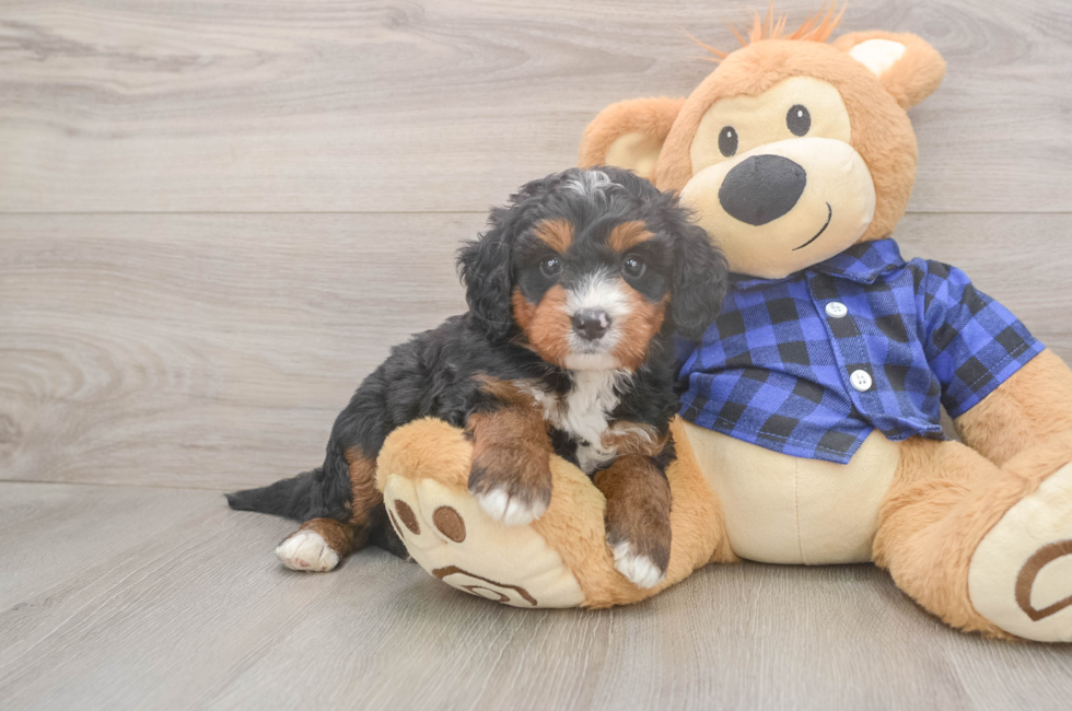 5 week old Mini Bernedoodle Puppy For Sale - Pilesgrove Pups