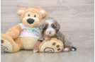Mini Bernedoodle Pup Being Cute