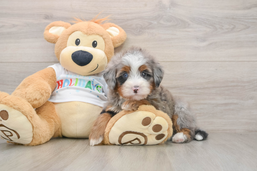 5 week old Mini Bernedoodle Puppy For Sale - Pilesgrove Pups
