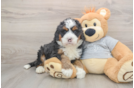 Best Mini Bernedoodle Baby